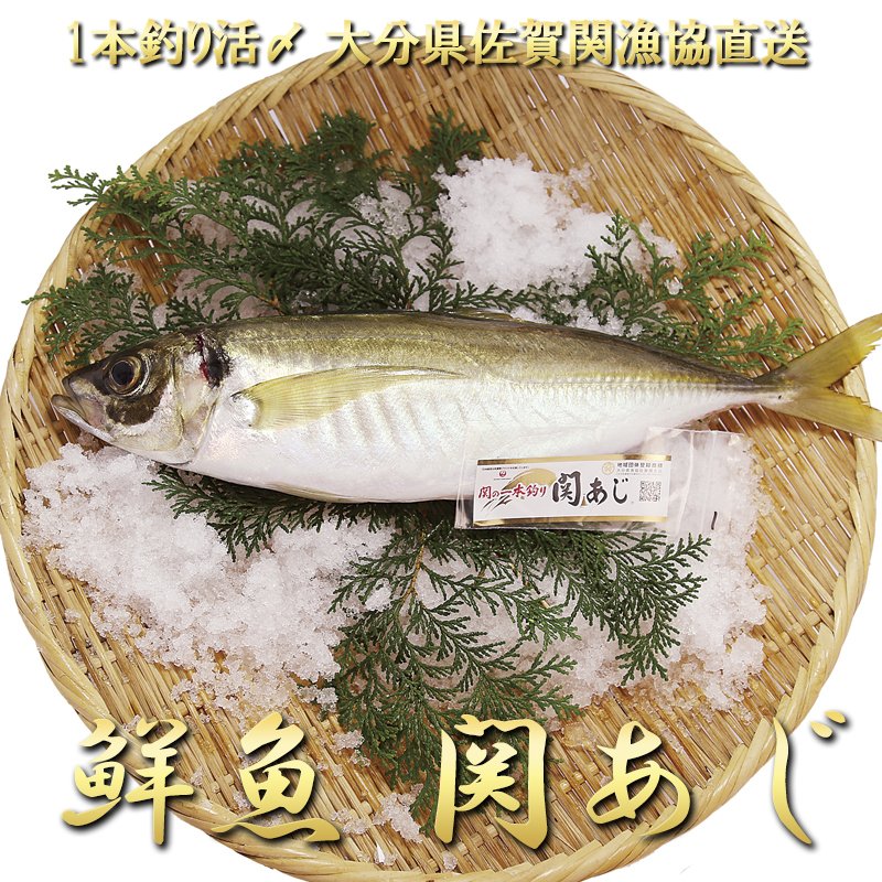 速吸の瀬戸と呼ばれる流れの速い海域で育つ高級魚 関アジ を活け締め即発送 鮮魚 一本釣り 活け締め 大分 400g 2尾 佐賀関 漁協 産直 お取り寄せ アジ あじ 鰺 豊後水道 料理 活〆 人気 おすすめ 刺身姿造り 大分県産 活け〆 ブランド魚 魚介 海産物 つまみ 魚 送料無料