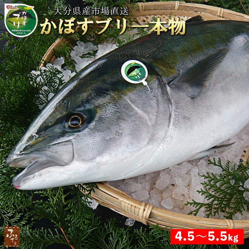 かぼすブリ 一本物 4.5-5.5kg 市場直送 下処理可 大分県産 養殖 鮮魚 カボス ぶり 鰤 嫁ブリ 養殖 刺身 しゃぶしゃぶ 照り焼き カマ焼き 海鮮丼 造り 寿司 （販売：10月中旬～3月下旬）