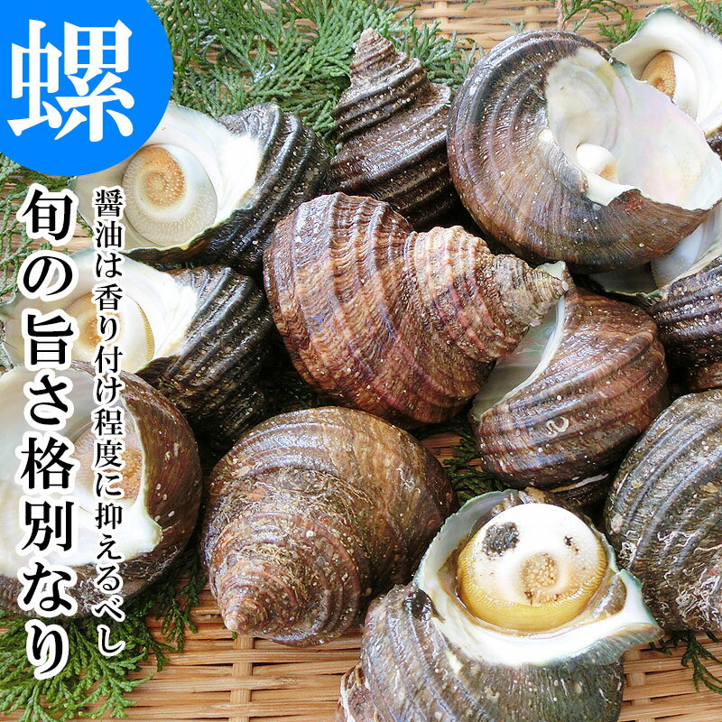 天然 活き サザエ 3kg 18〜30個 大分 