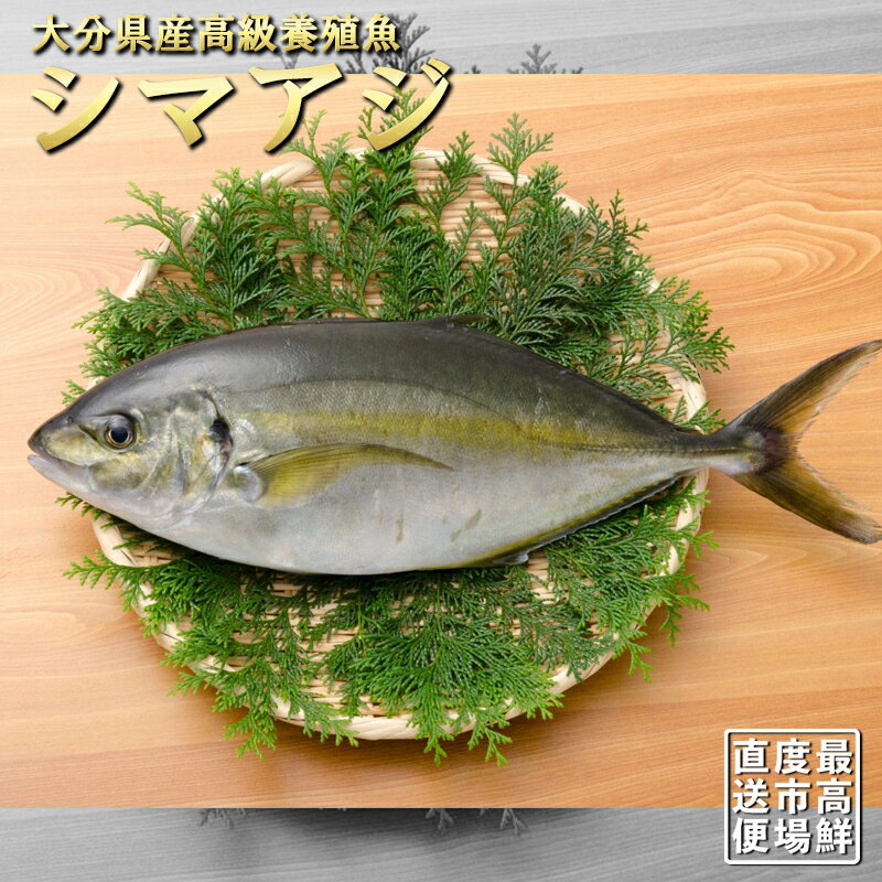 【 10% 割引 】 大分 養殖 シマアジ 一本物 1kg 【下処理可】市場直送 大分県産 鮮魚 鰺 カマ焼き 刺身 照り焼き 海鮮丼 造り 寿司 海の幸