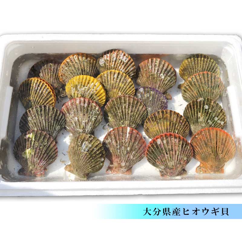 活きヒオウギ貝 20枚 大分県産 市場直送 ひおうぎ貝 緋扇貝 冷蔵