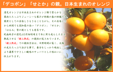 みかん 訳あり 清見 オレンジ タンゴール 2.5kg 送料無料 和歌山産 柑橘 果物 フルーツ 蜜柑 みかん タンゴール 訳あり きよみ ※サイズ混合です (約10玉〜15玉)