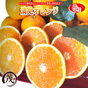 みかん 訳あり 清見 オレンジ タンゴール 5kg 送料無料 和歌山産 柑橘 果物 フルーツ 蜜柑 みかん タンゴール 訳あり きよみ ※サイズ混合です (約20玉〜30玉)