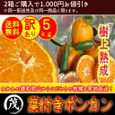 樹上熟成 葉付き ポンカン 5kg サイズ混合(約30玉〜4...