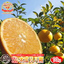 ★クーポン配布中★『訳ありC級品』和歌山県紀南の木成り 八朔...