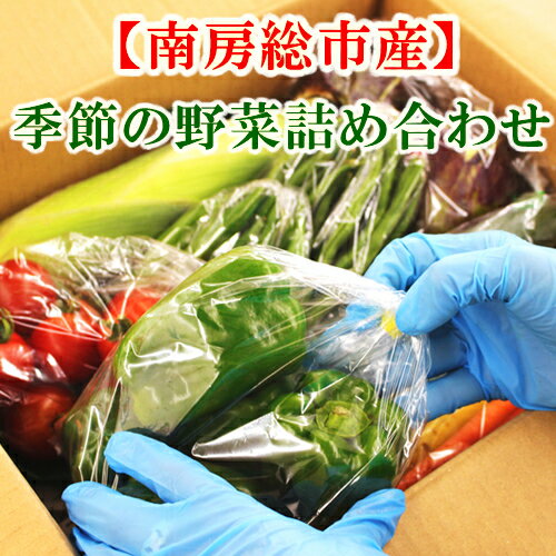 【送料無料】 店長厳選 季節の野菜 セット 12種類以上 詰め合わせ 野菜 新鮮 国産 南房総 【グリーンアース】