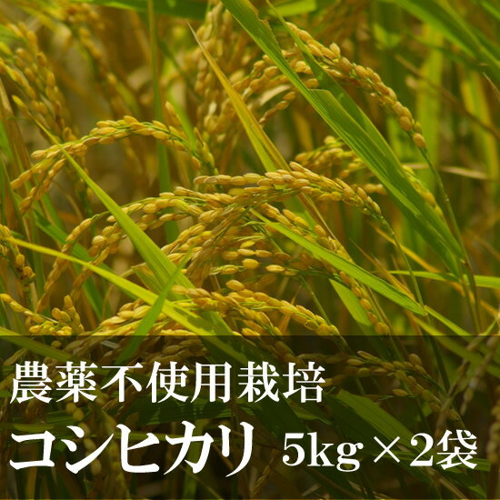 人気ランキング第32位「南房総アンテナショップ」口コミ数「2件」評価「5」【送料無料】 千葉県産 コシヒカリ 令和5年度 農薬不使用栽培 10kg（5kgx2袋） 白米 精米 安心安全 無農薬 国産【蛍まい研究会】