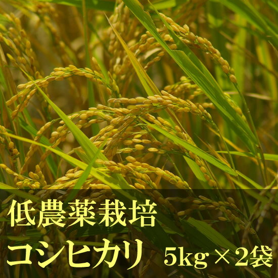 人気ランキング第49位「南房総アンテナショップ」口コミ数「1件」評価「5」【送料無料】 千葉県産 コシヒカリ 令和5年度 低農薬栽培 5kg×2袋 白米 精米 安心安全 国産【蛍まい研究会】