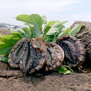【送料無料】房州黒あわび(4~5枚)計1kg 国産 房州産 房州産黒あわび 千葉県 南房総市 海産物 貝 魚貝 あわび ブランド 水産品 素潜り漁 天然 冷蔵 お取り寄せ グルメ 送料無料【与助丸】