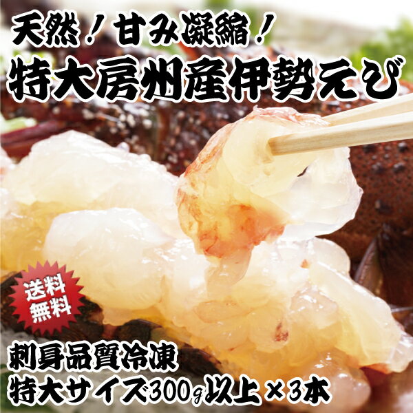 【送料無料】房州産 特大サイズ 天然 伊勢海老 3本 セット お刺身 ギフト 贈り物 【与助丸】