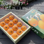 【送料無料】 房州びわ（ハウス）[2Lサイズ] 1箱 12粒 房州びわ 2Lサイズ フルーツ 千葉 南房総 房州枇杷 枇杷 ビワ 国産 果物 くだもの 産直 贈答 ギフト 旬の果実 初夏の味覚【枇杷倶楽部】