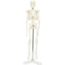 人体骨格模型 骨格標本 直立 スタンド 教材 45cm 1/4 モデル ディスプレイ (ホワイト 台座 三つ足)