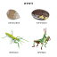 カマキリの成長サイクルフィギュア リアル昆虫模型 おもちゃ 子供向け学習玩具 カマキリの成長過程ミニチュア模型 卵鞘 卵のう 孵化 幼虫 カマキリ 知育玩具 鎌切のライフサイクル 置物 教材 幼稚園 保育園 小学校 科学教育 観察学習 2,300円