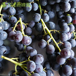 【送料無料】愛媛県内子町産ぶどう竹内巨峰園の朝採り訳あり巨峰1kg(加工用)
