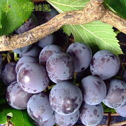 【送料無料】愛媛県内子町産ぶどう竹内巨峰園の朝採り巨峰3kg(家庭用)