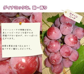 【送料無料】愛媛県内子町産ぶどう竹内巨峰園のぶどうのお祭り/粒