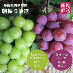【送料無料】愛媛県内子町産ぶどう竹内巨峰園のぶどうのお祭り/粒
