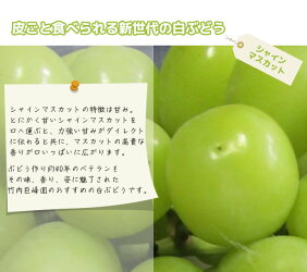 【送料無料】愛媛県内子町産ぶどう竹内巨峰園のぶどうのお祭り/粒