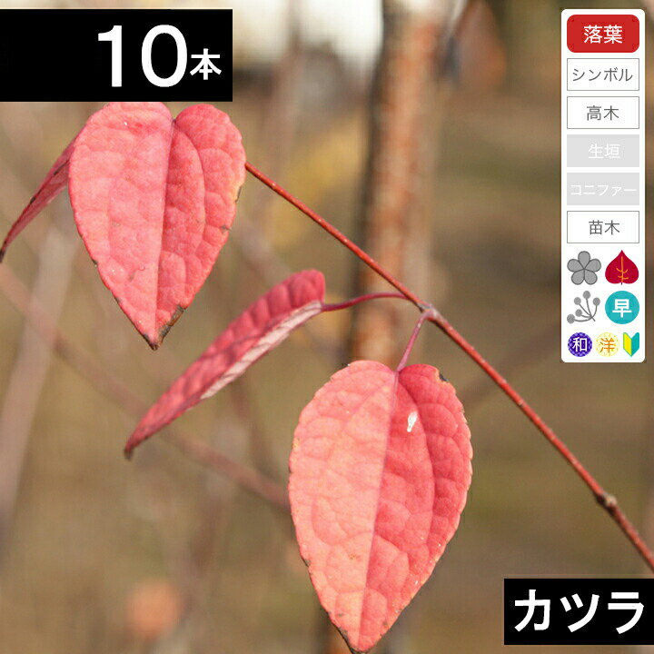 【10本】　カツラ苗木　高さ50cm〜80cm程度