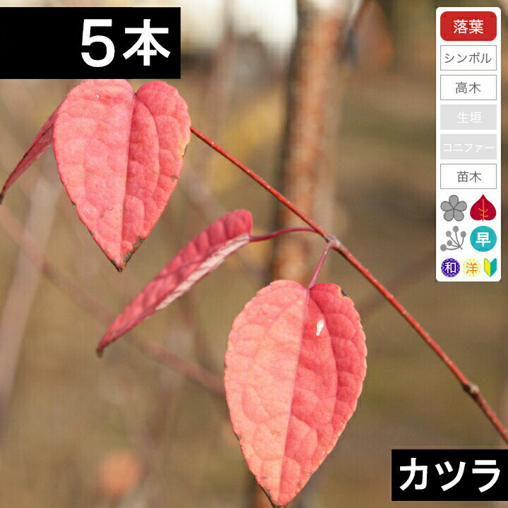 【5本】カツラ苗木　高さ50cm〜80cm程度