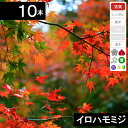 【10本】イロハモミジ 苗木 高さ0.8〜1.0m程度