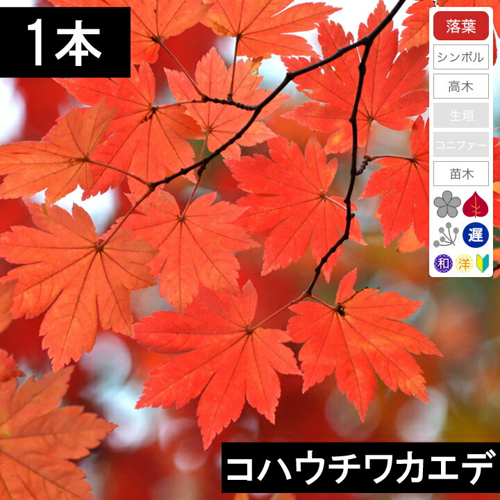 【1本】コハウチワカエデ　苗木　高さ30cm程度