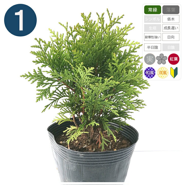 コニファー ダニカの商品画像