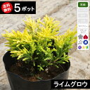 【送料無料】【5ポット】コニファー ライムグロー ポット直径15cm