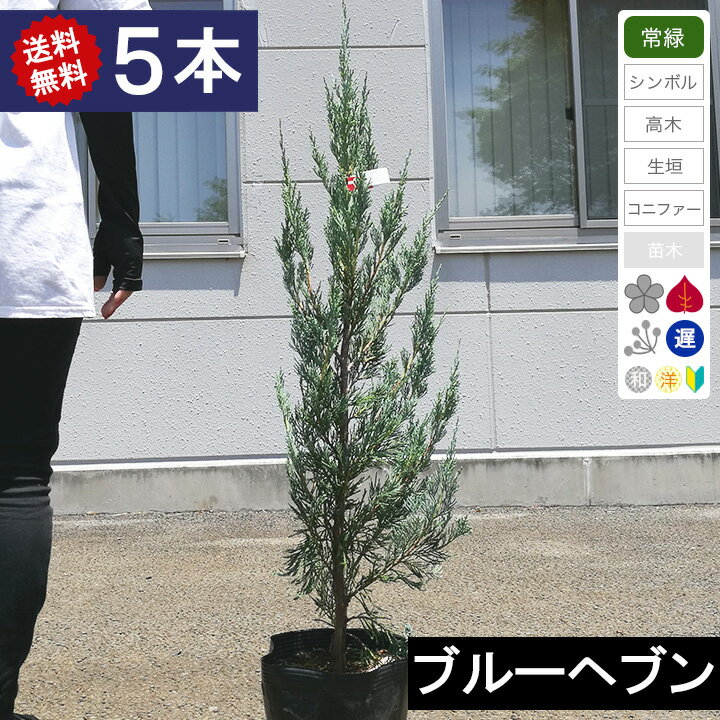 【5本】【送料無料】コニファー　ブルーヘブン　樹高1.0m程度　ポット直径21cmのサムネイル