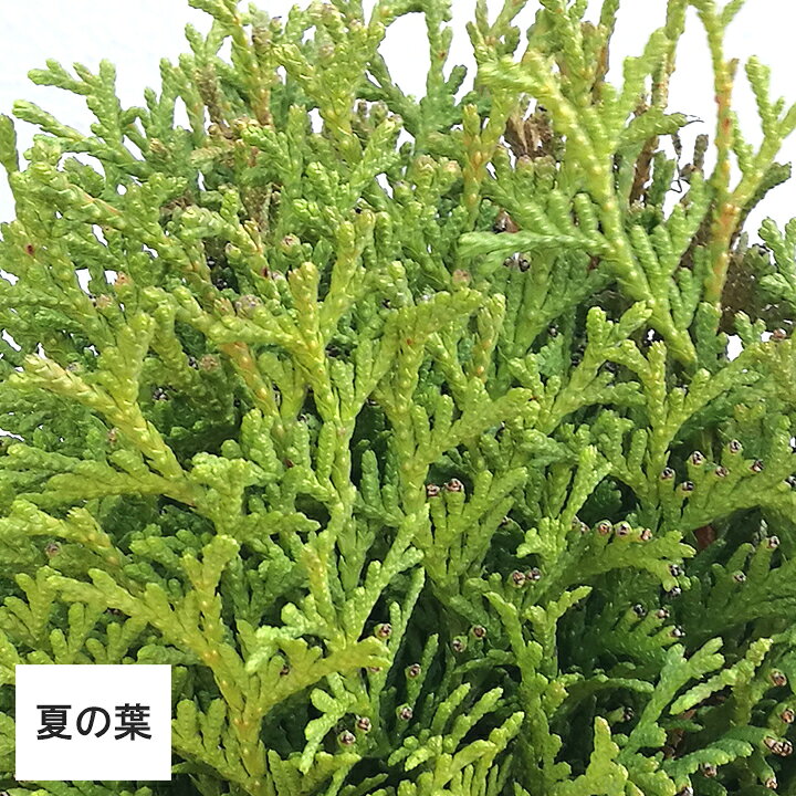 5本 / ミニマ 樹高10cm〜20cm コニファー
