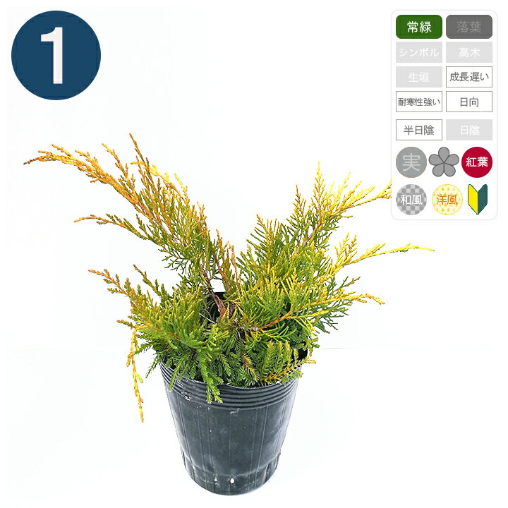 1本/ セイブロックゴールド ポット直径15cm コニファー