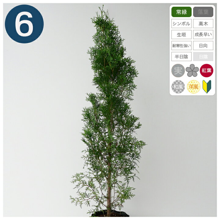 6本 / グリーンコーン 樹高80cm程度 ポット直径21cm コニファー ◆ 送料無料