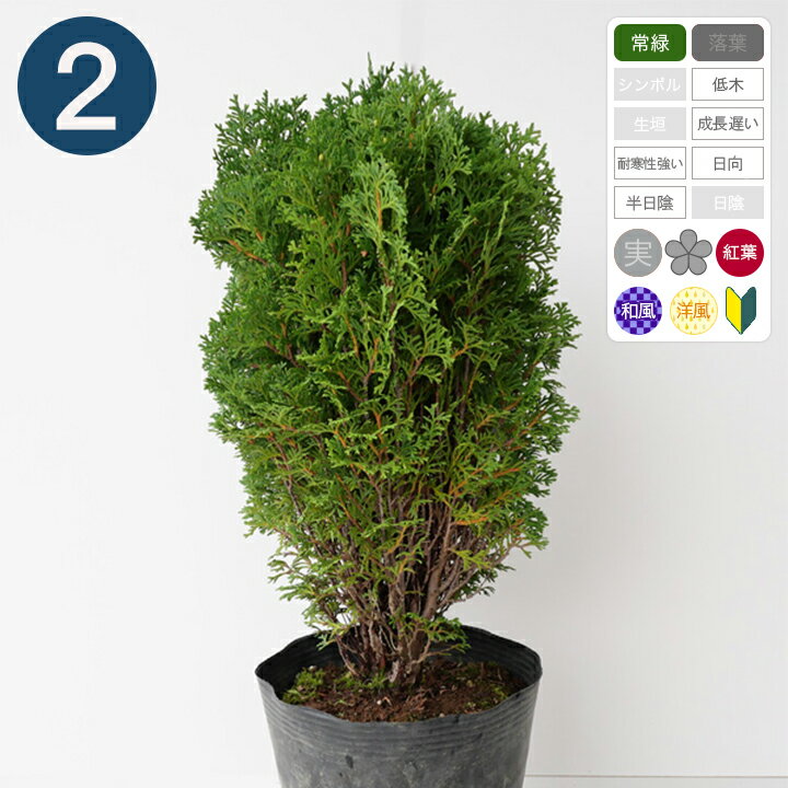 2本 / ティニティム 樹高30cm程度 ポット直径21cm コニファー