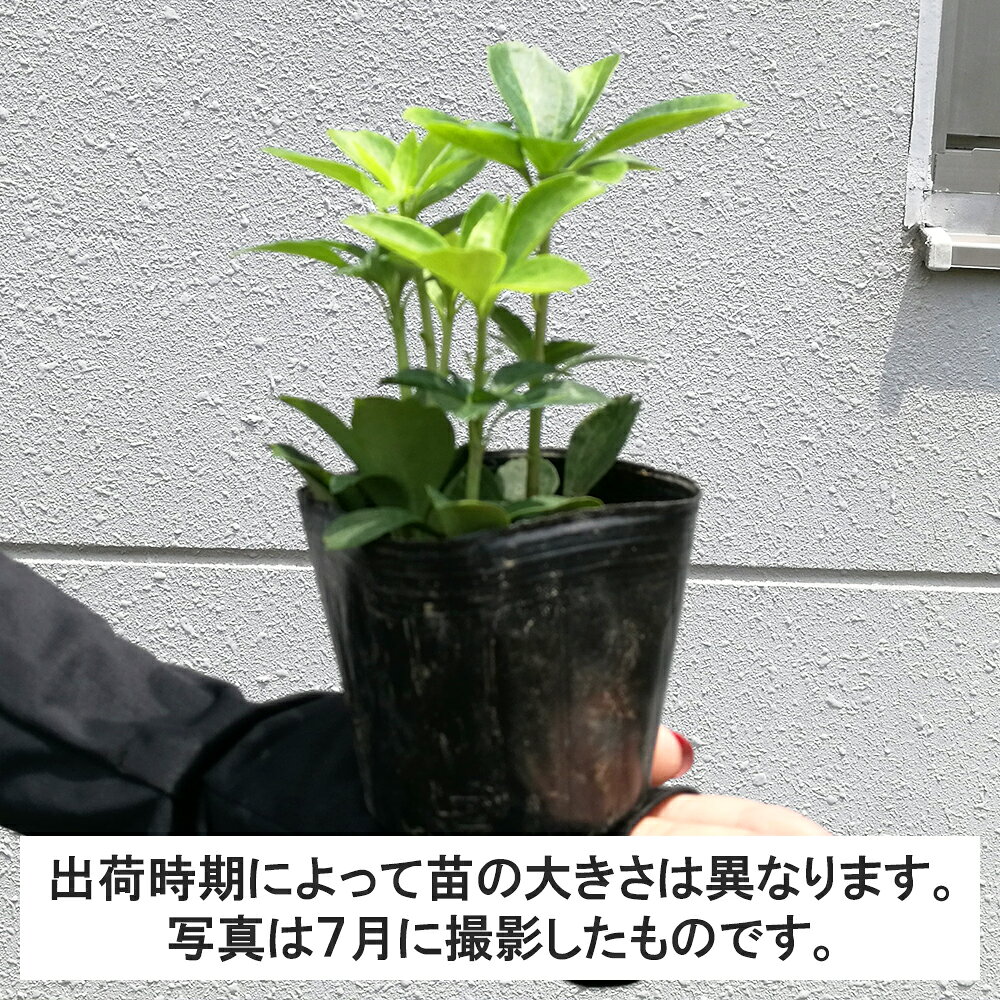 【1ポット】フッキソウ　高さ10cm程度　ポット直径9cm