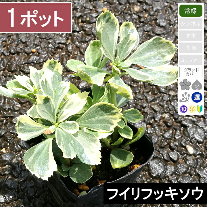 【1ポット】フイリフッキソウ（斑入りフッキソウ）　高さ10cm程度　ポット直径9cm