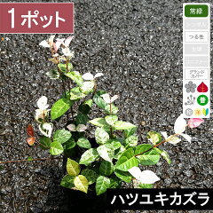 https://thumbnail.image.rakuten.co.jp/@0_mall/shop8463/cabinet/00890812/hatuyuki9_1.jpg