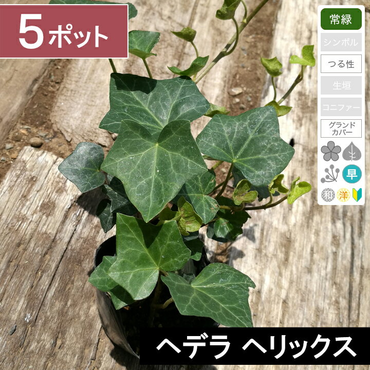 【5ポット】「ヘデラ ヘリックス」　ポット直径9cm