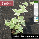 【5ポット】「ヘデラ　ゴールドチャイルド」　ポット直径9cm