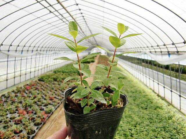 【40ポットセット】「ヒペリカム ヒデコート」 ポット直径10.5cm