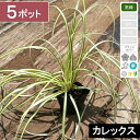【5ポット】「ベアグラス(別名:カレックス)」 ポット直径9cm(4)