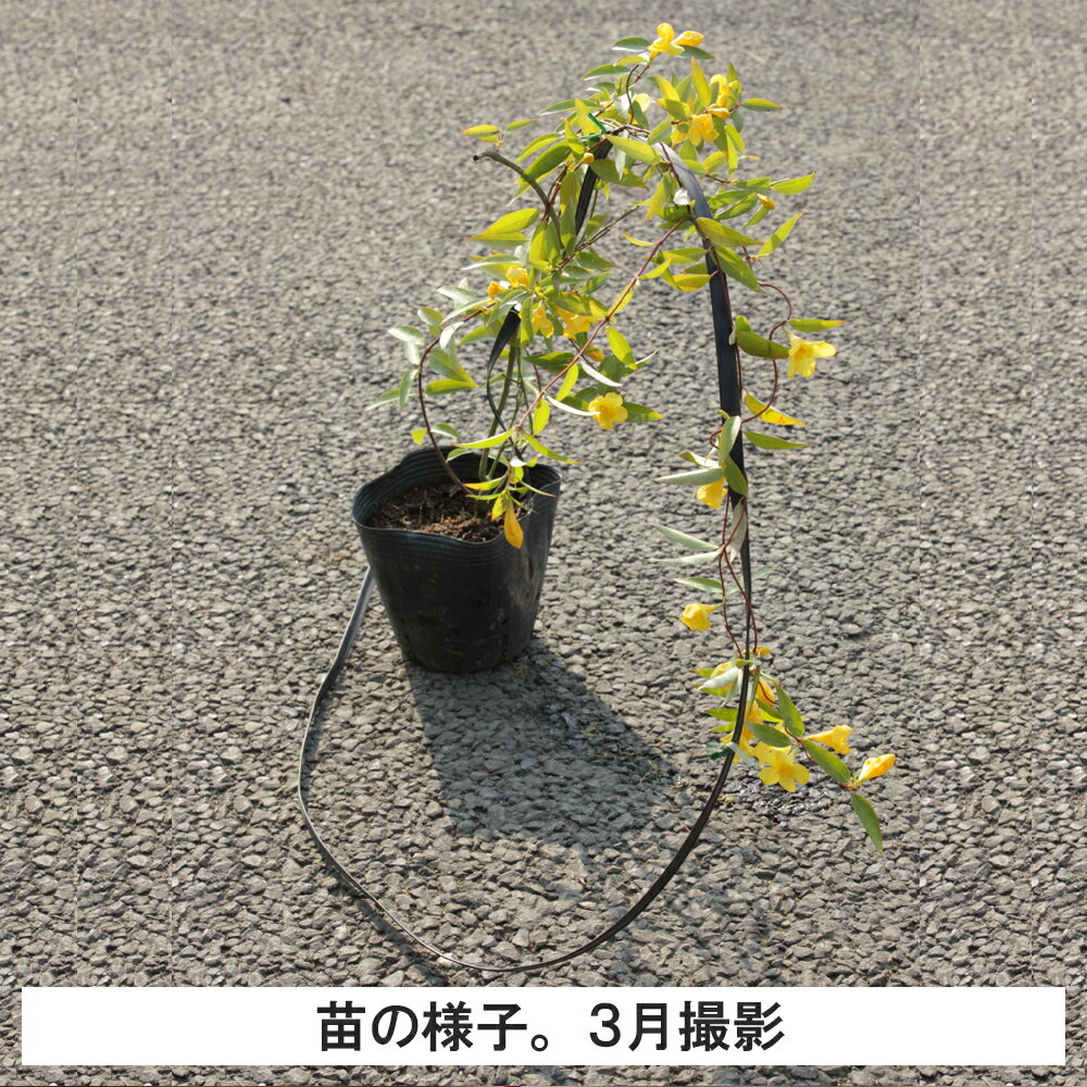 ��1�ݥåȡۥ����饤�ʥ��㥹�ߥ�Ĺ�ܡ�Ĺ��0.6-0.8���١��ݥå�ľ��12cm