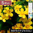 【5ポット】カロライナジャスミン長尺 長さ0.6-0.8m程度 ポット直径12cm(4)