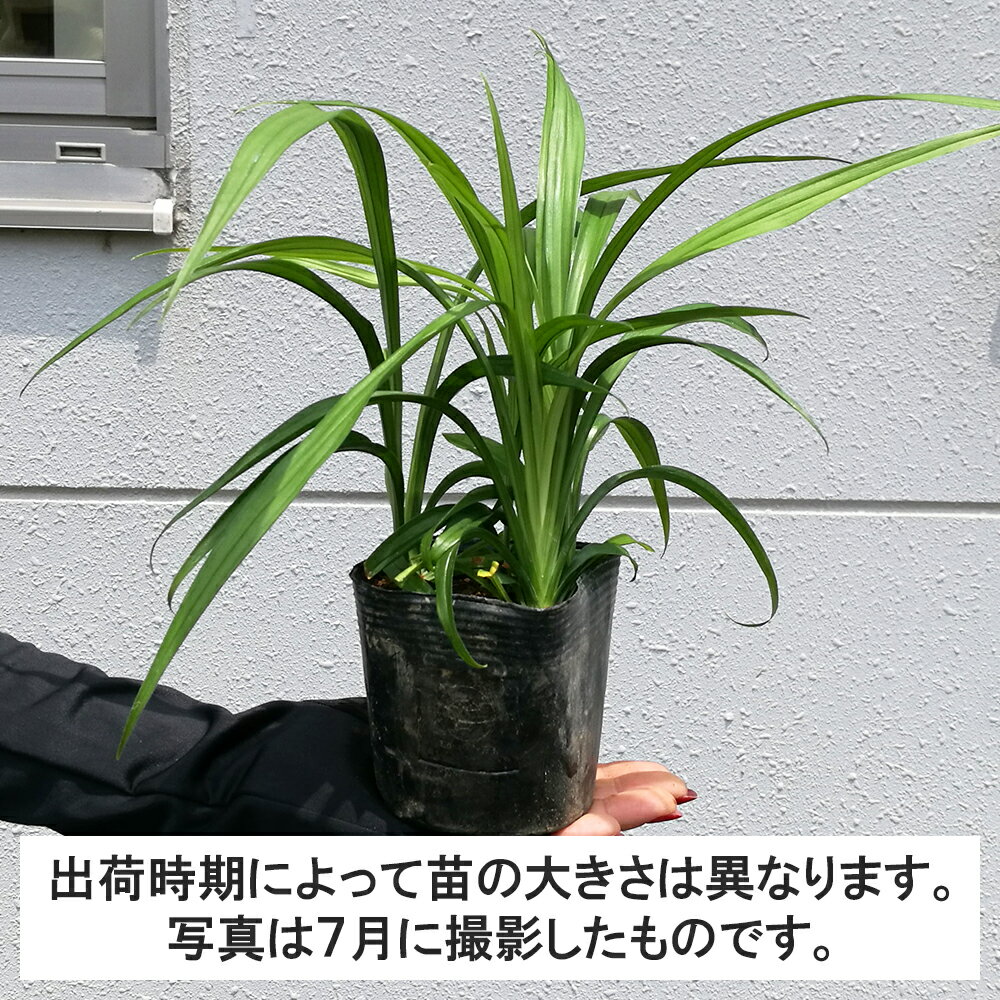 【20ポット】キチジョウソウ　高さ15cm程度　ポット直径10.5cm
