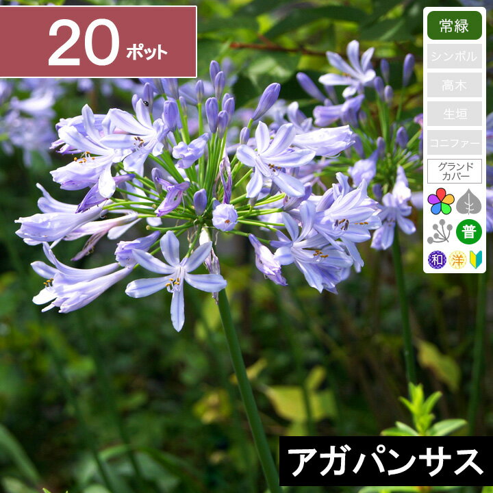 &#x25B6;&nbsp;発送から到着までの日数目安 関東・信越・南東北・中部・東海・関西 それ以外の地域 1日後2日後 商品詳細 タイプ落葉 宿根草 属性/学名 ムアサキクンシラン（ユリ）科 アガパンサス属 植栽可能地域東北〜九州 植え付け目安 数本でアクセントにするか、花壇の縁取りや敷き詰めて植え付けることが可能。 はじめから敷き詰める場合は、20cm間隔（1平方メートルに25ポット） 成長を待つ場合には、30cm間隔（1平方メートルに約9ポット） 特徴南アフリカ原産の植物で、青くラッパのような花がとても人気です。海外原産ではありますが、日本の里山の植物のような雰囲気もあり、洋風和風問わず合わせることが可能です。また、日陰でも十分育つ植物で、直射日光が良く当たる場所は逆に葉が焼けることがあります。 鑑賞時期花：6月〜8月 日照条件日向〜半日陰 商品の状態 苗の大きさ： 生き物のため、1年を通して苗の大きさが変わりますが、その時期で成長のよい状態のものをお送りします。 ポットの大きさ： 3.5号ポット。片手に収まる程度の大きさ。一人で軽々と持てます。 その他： おなじ時期でも個体差によって樹形などは異なりますが同品質のものをお選びしてお送りいたします。冬場は商品の特性上、葉が枯れたような状態で届くことがありますが、商品に問題ありません。。予めご了承ください。 育てやすさ初心者向きで育てやすい 最終樹高 高さ： 40cm程度 幅：徐々に広がる 生長（被覆）の早さ： 普通 徐々に株が広がっていく。 植え付けに必要な資材 必須片手で使う小さい穴を掘るスコップ 推奨グリーンロケットの土（優） 育植え付け環境庭植え 鉢植え 育てるポイント 植え付け後は放っておいても問題ない。 丈夫で虫や病気がつきにくい。 水やりは、庭植えの場合、真夏は3日に1回、涼しい時間にたっぷりと与える。それ以外の季節は、基本雨に任せる。鉢植えの場合は土の表面が乾いたら。 直射日光の強い場所に植えると、葉が焼けることがある。 配送料 【※配送業者の都合や、その他やむを得ない理由により配送が連絡無しに遅れる場合がございます。 植え付けの日が1日しかとれない場合などは、植え付けをする前日の希望指定をするなど余裕を持った配送指定をお願いいたします。 最大梱包数 同梱包不可 アガパンサスの育て方 植え付け環境風通しのと水はけの良い、肥沃な土壌に植えるようにします。とはいえ、土質はさほど気にしません。海岸沿いの砂浜に自生するので、水やりは少なめにするようにします。培養土は、こだわりのポット苗専用土「グリーンロケットの土　優」がおすすめです。 肥料 なくても良い。生育に合わせて緩効性の有機肥料（油粕など）を与えます。 植え付け時期一年を通して可能。寒冷地で土が凍るような時期は避けたほうが良い。 害虫・消毒など病害虫はほとんどつきません。初心者の方でも簡単に育てることができます。 剪定方法 病害虫は特につきません。 花が咲き終わったら、花の茎を根元から切り取るときれいな状態を保つことができます。 その他のアガパンサスはこちら＞＞