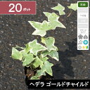 【20ポット】「ヘデラ ゴールドチャイルド」 ポット直径9cm(4)