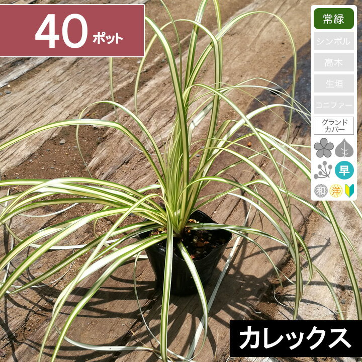 【40ポット】「ベアグラス（別名：カレックス）」　ポット直径9cm