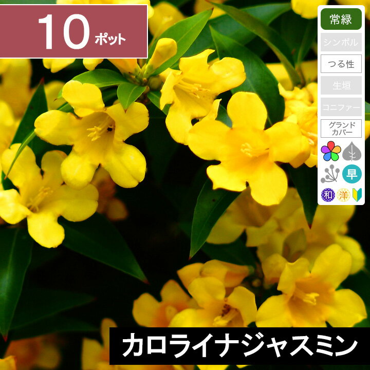 【10ポット】カロライナジャスミン長尺　長さ0.6-0.8m程度　ポット直径12cm