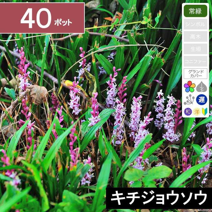 【40ポット】「キチジョウソウ」　ポット直径10.5cm