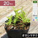 【20ポット】「オロシマチク」 高さ5〜10cm程度 ポット苗直径10.5cm(4)