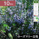 【10ポット】ローズマリー立性 苗 高さ10cm程度〜 ポット直径9cm